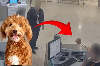 ABŞ-də qalmaqal - Təyyarəyə minmək üçün itini tərk etdi