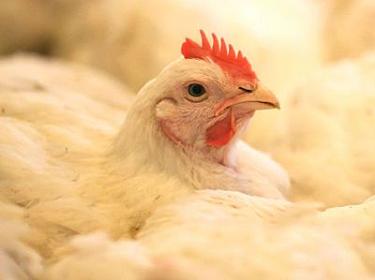 In Japan, 560 thousand chickens due to bird flu
