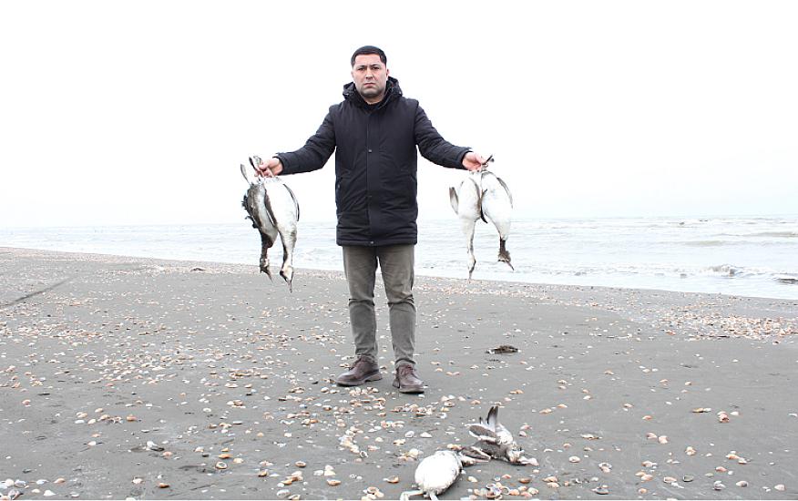 Xəzərin sahilində minlərlə ölü quş tapıldı - 