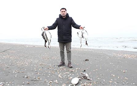 Xəzərin sahilində minlərlə ölü quş tapıldı - 
