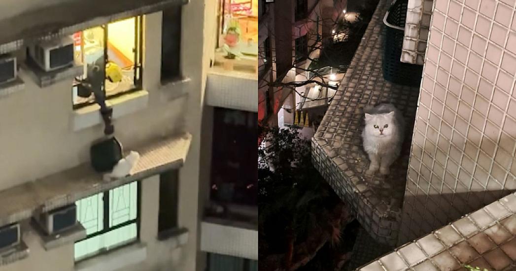 Pişiyini tutmaq istədi, 