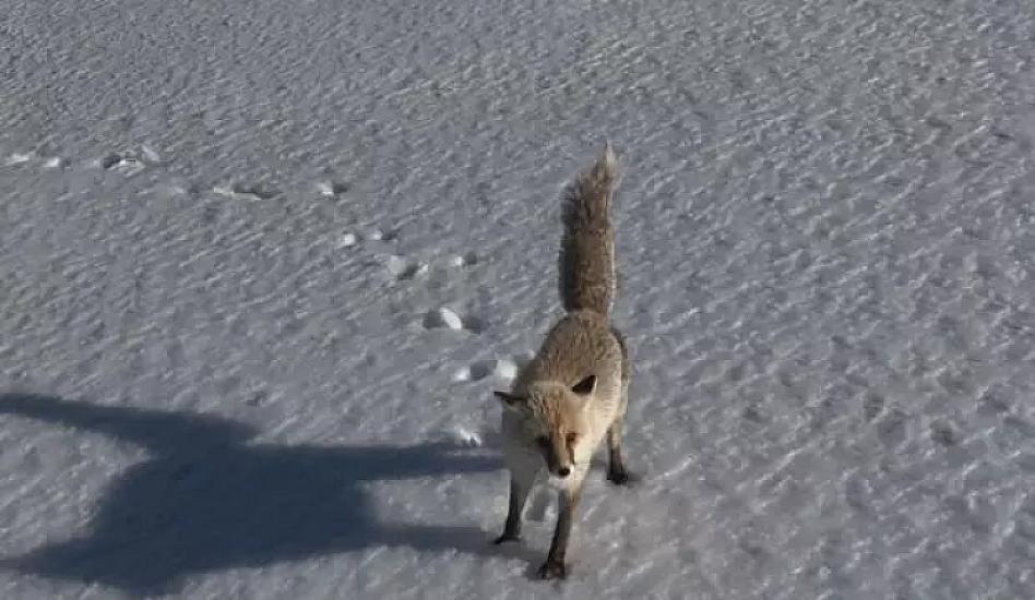 Tülkünün drona reaksiyası gündəm oldu - 
