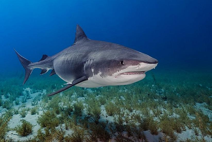 Ailəsinin gözləri qarşısında - 