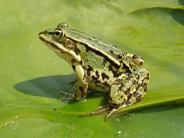 Azərbaycanda universitet 1 500 qurbağa alır