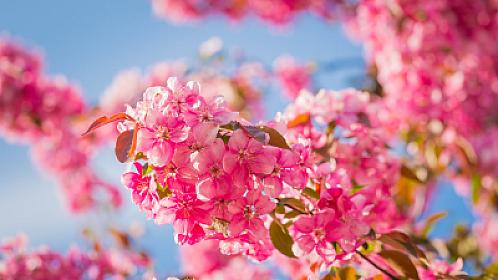 Mart ayının HAVASI: 28 dərəcə isti olacaq – 