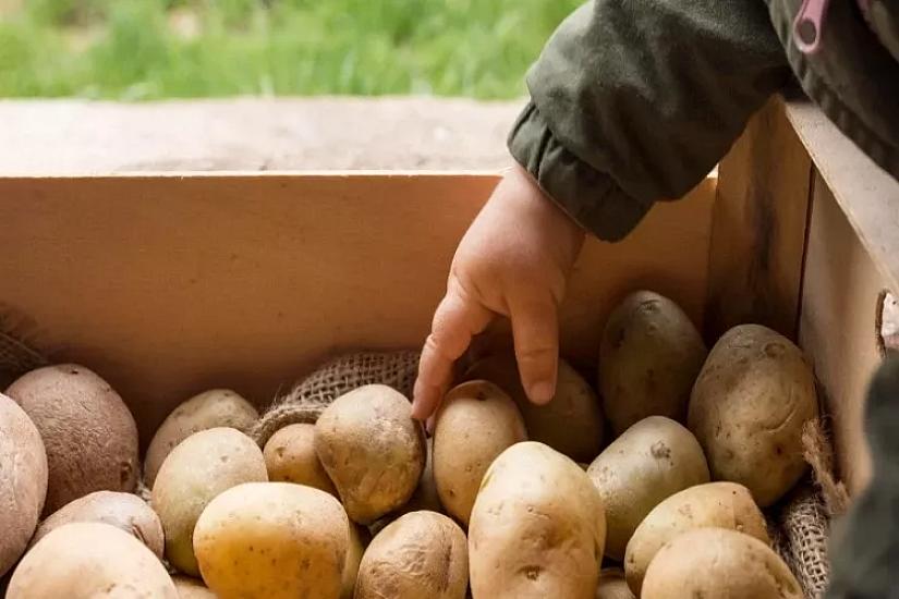 Не ешьте этот картофель -