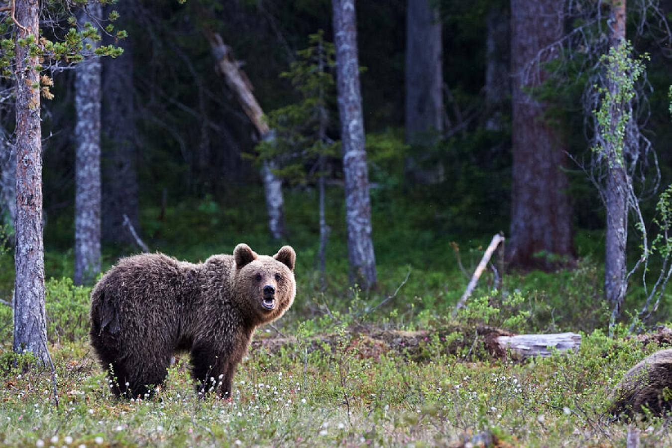 Möcüzə: Ayıdan belə 
