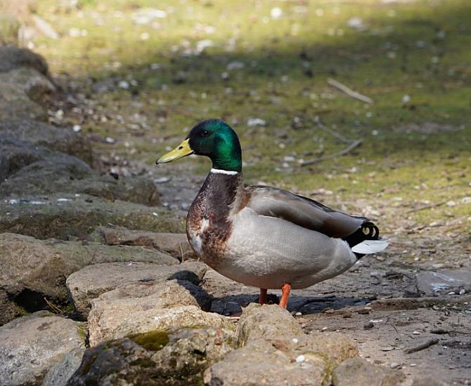 Ördək bişirmək istəyirdi - 