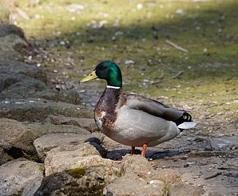 Ördək bişirmək istəyirdi - 