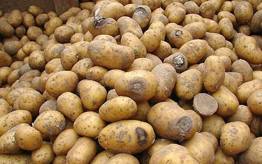 Azərbaycanda kartof 