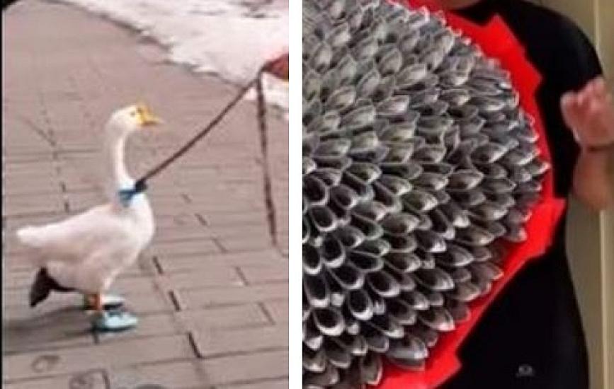 Qaz bəxşişi, pul buketi – 