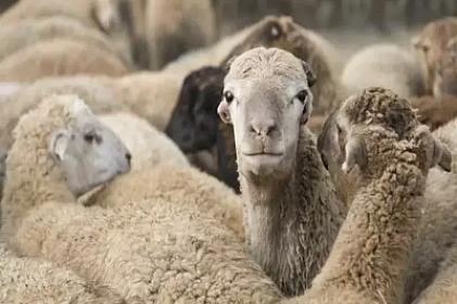 Qoyunları oğurlayıb cəriməsini ödədi - 