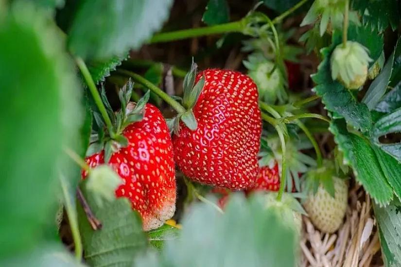 Сделайте это с клубникой в марте -