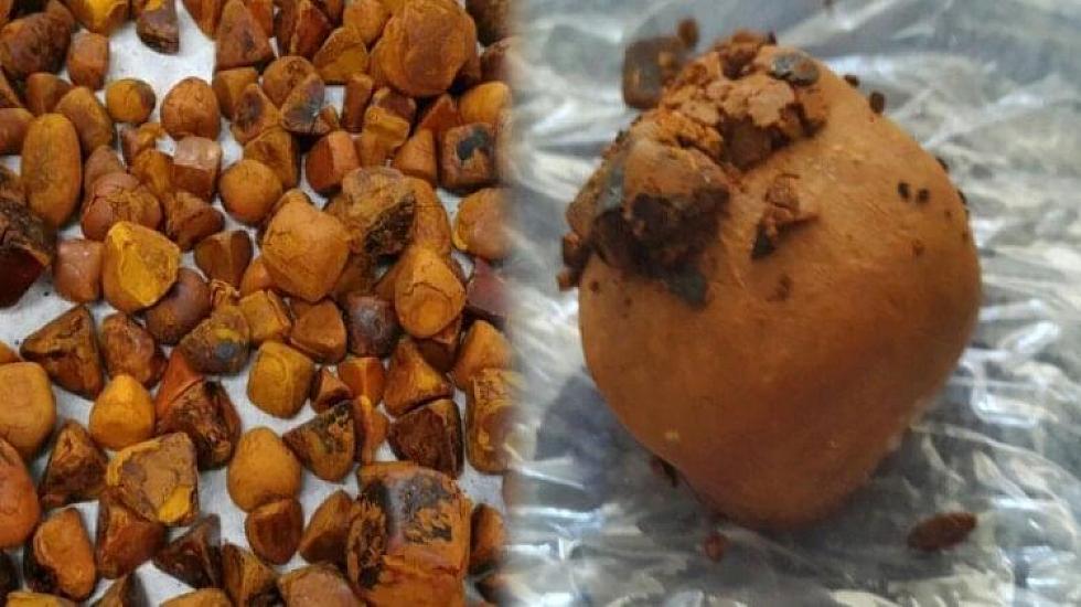 İnəkdən çıxan xəzinə: Tapan varlanır, qiyməti qızılı ikiqat üstələyir