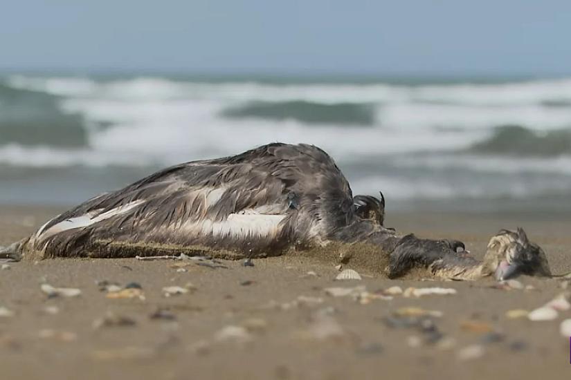 Xəzər sahilində quşlar kütləvi şəkildə niyə 