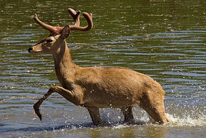 Maral mototaksiyə çırpıldı,