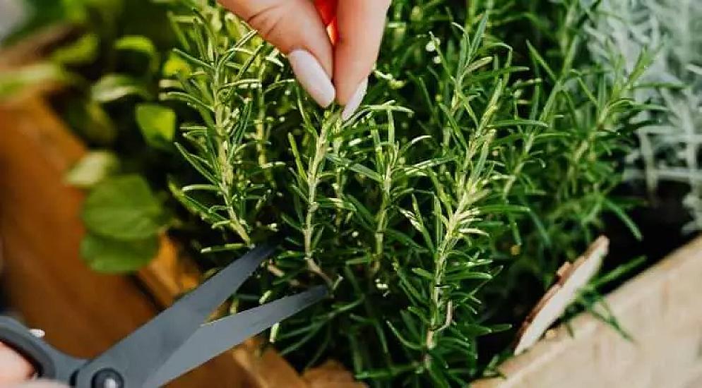 This plant sharpens memory and increases attention –