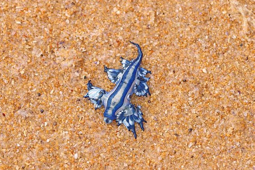 Kiçik olsa da, çox təhlükəlidir - 