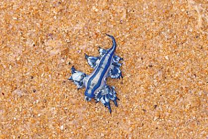 Kiçik olsa da, çox təhlükəlidir - 