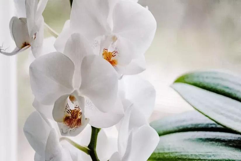 Otaqda havanı təmizləyən 