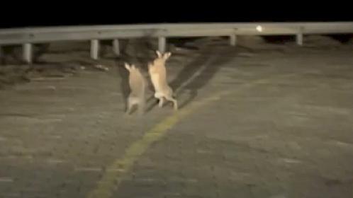 Yol kənarında baş verənlər sosial şəbəkələrdə müzakirə yaratdı - 