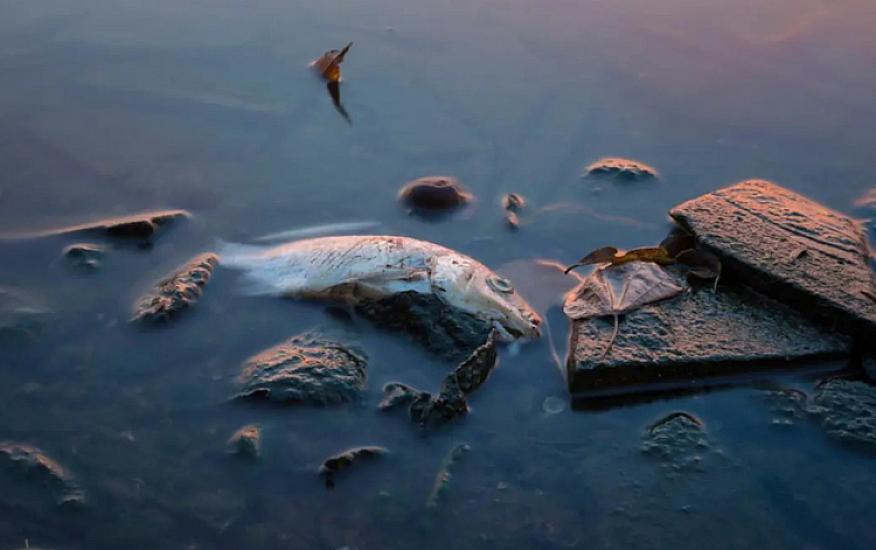 Bu ölkədə balıq yemək 