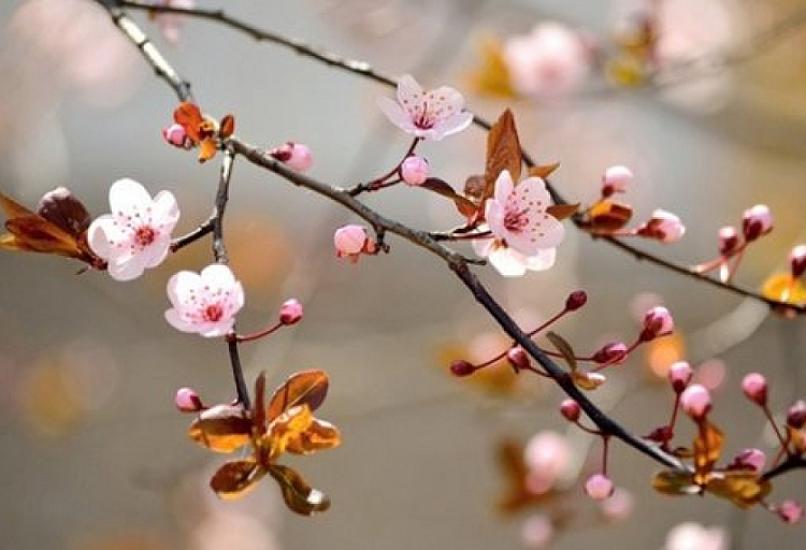 Azərbaycana yaz gəldi