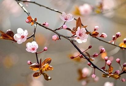 Azərbaycana yaz gəldi