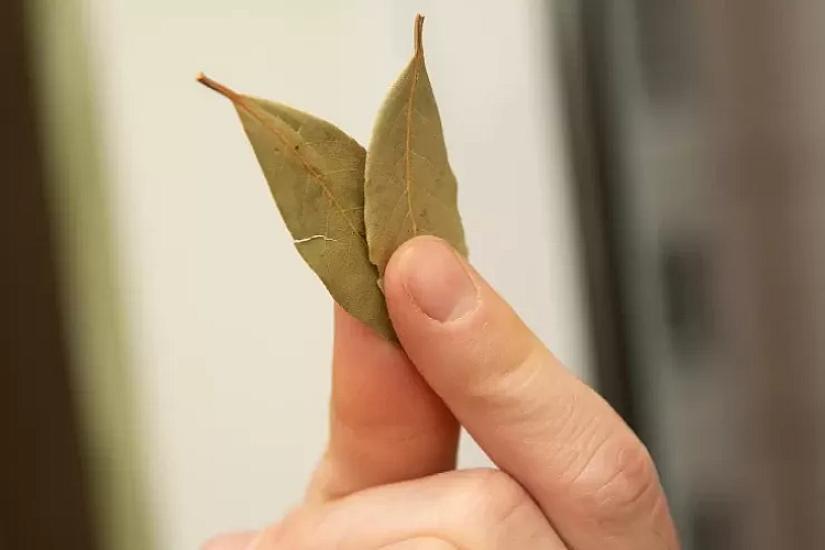 Dəfnə yarpağı sayəsində 