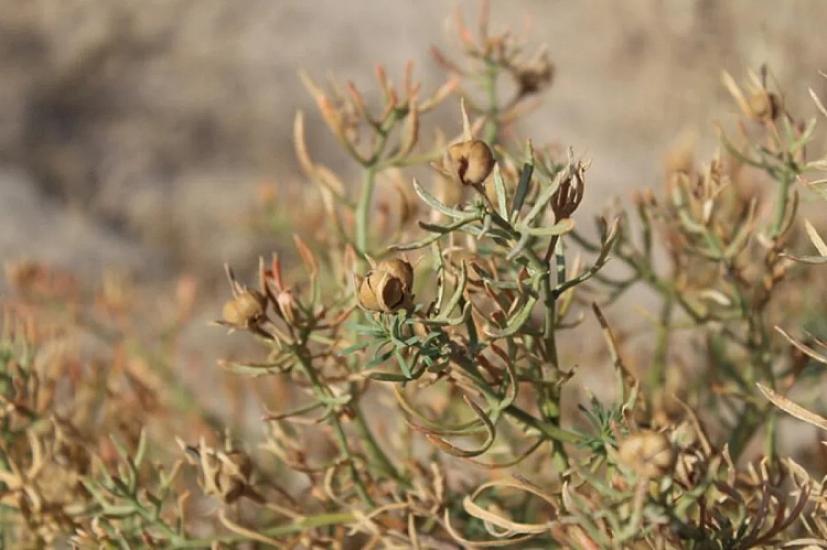 Üzərlik: Mistik inanc, yoxsa narkotik vasitə? – 