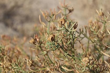 Üzərlik: Mistik inanc, yoxsa narkotik vasitə? – 