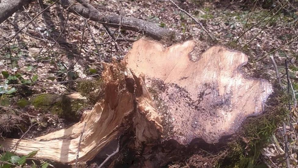 Təbiətə minlərlə manatlıq ziyan vuruldu: 