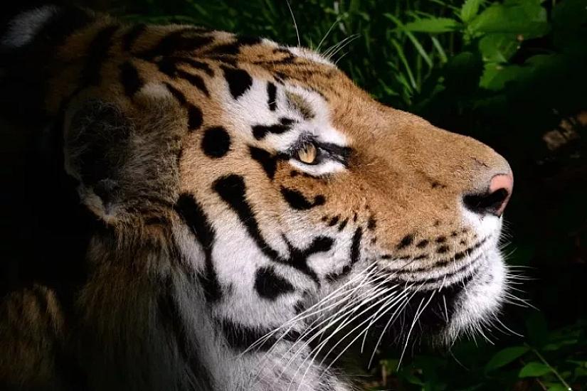 Россия Казахстану амурский тигр