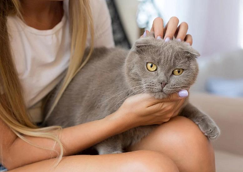  Çox adam pişiyi doydurmaq üçün verir, amma zərərlidir