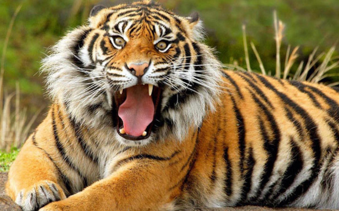 Pələng hasardan qadına