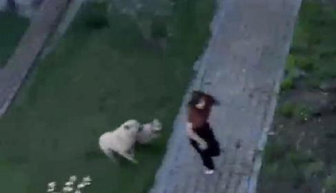 Universitetin həyətində tələbəyə sahibsiz