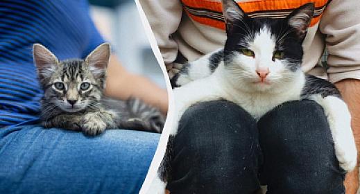 Pişiklərin sahibinin üstünə çıxmasının