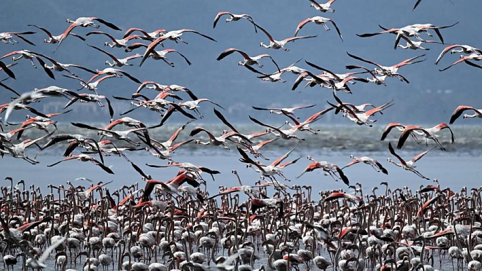 İran müharibəsi köçəri quşlara da zərər vurur