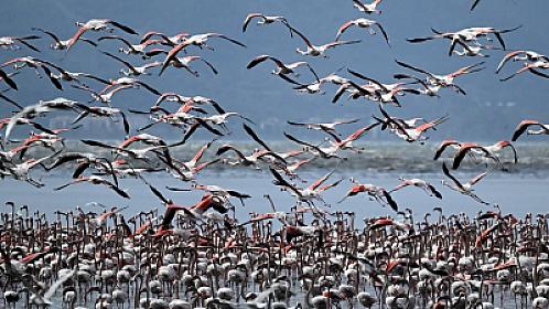 İran müharibəsi köçəri quşlara da zərər vurur