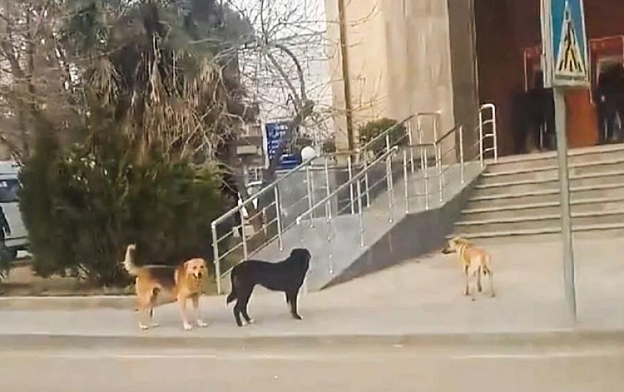 15 gündə 26 nəfəri it dişləyib - 