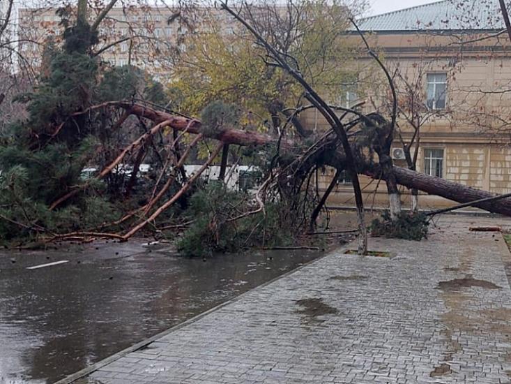 В Баку дерево упало,