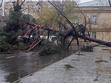 В Баку дерево упало,