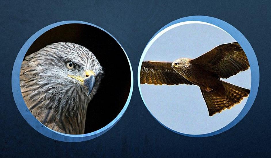 Несущий мусор в гнездо