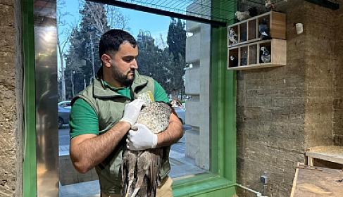 Bakıda gizli “zoopark” ifşa olundu - 