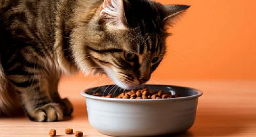 Niyə pişiklər yeməyi yarımçıq qoyur?  - 