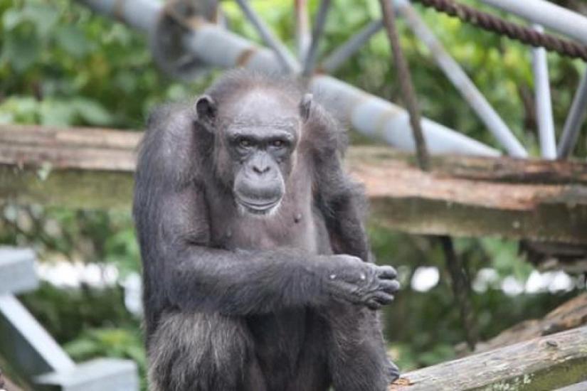 Şimpanzelər arasında "müharibə": 