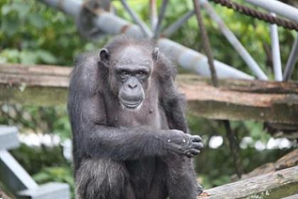 Şimpanzelər arasında "müharibə": 