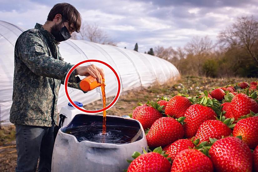 Azərbaycanda çiyələyə zəhərli maddələr qatılır? - 