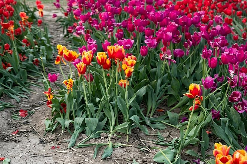 Bakı bulvarında çiçəklər yararsız hala salındı - 