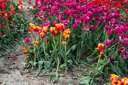 Bakı bulvarında çiçəklər yararsız hala salındı - 